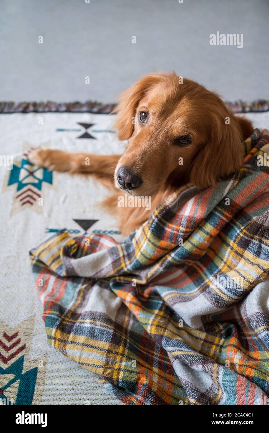 Golden retriever resting under a blanket Stock Photo Alamy