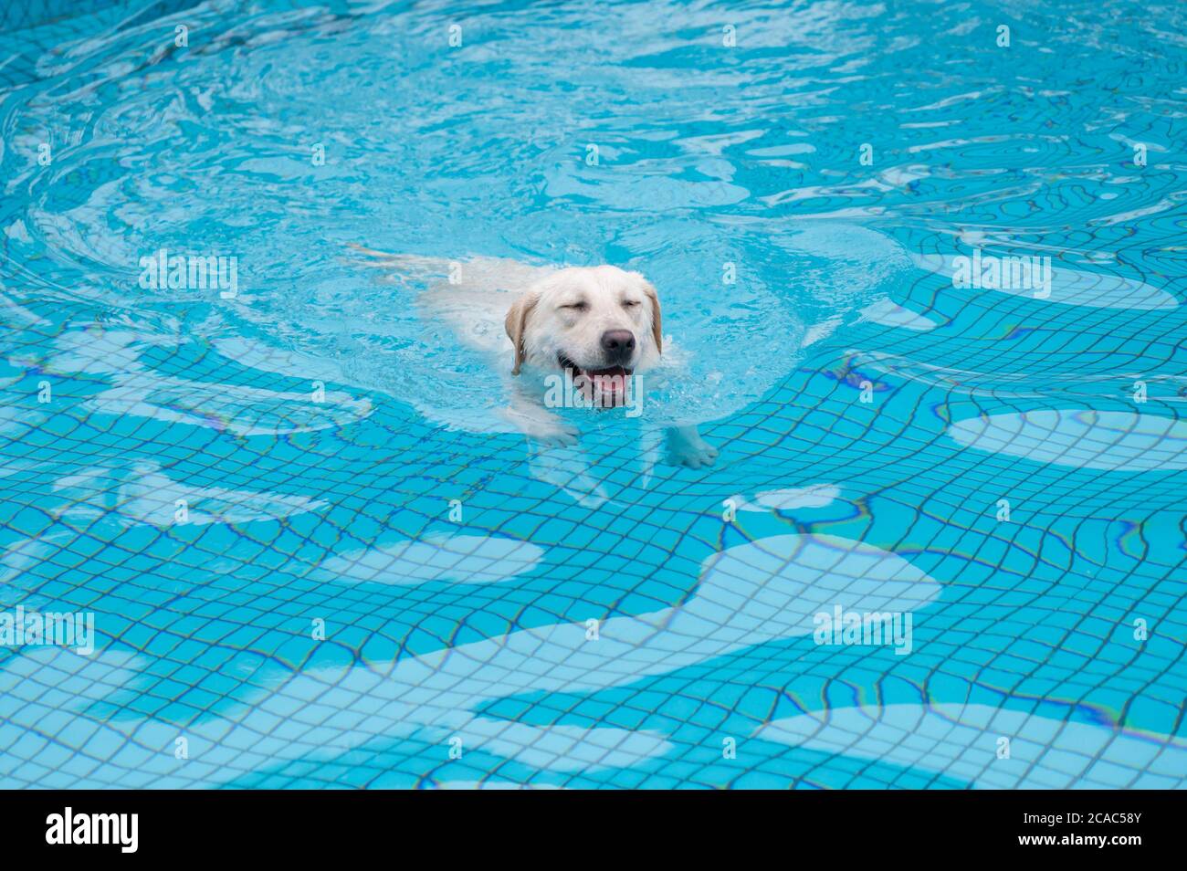Labrador retriever swimming in the pool Stock Photo Alamy