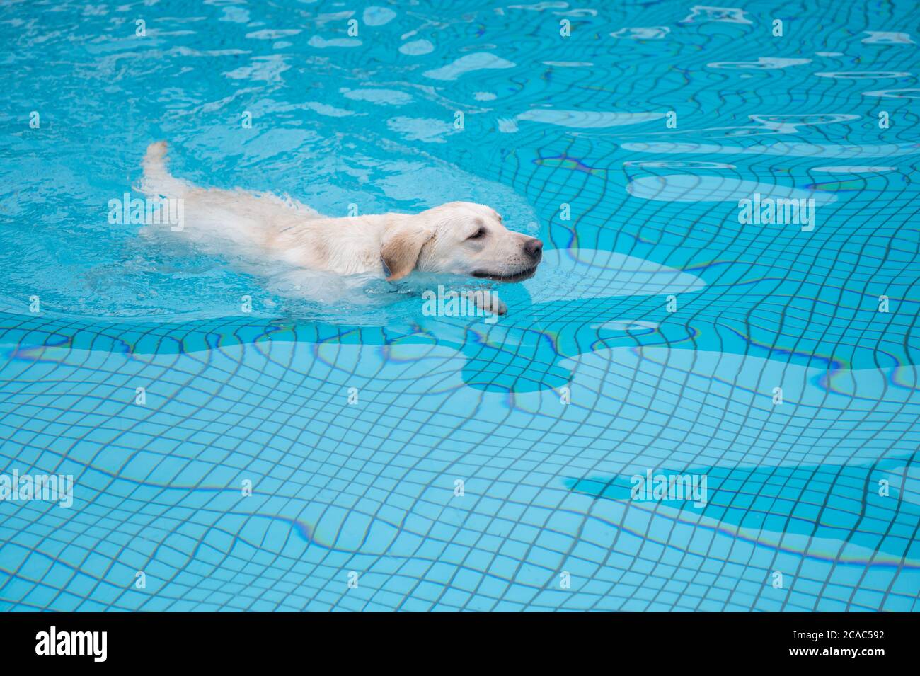 Labrador retriever swimming in the pool Stock Photo Alamy