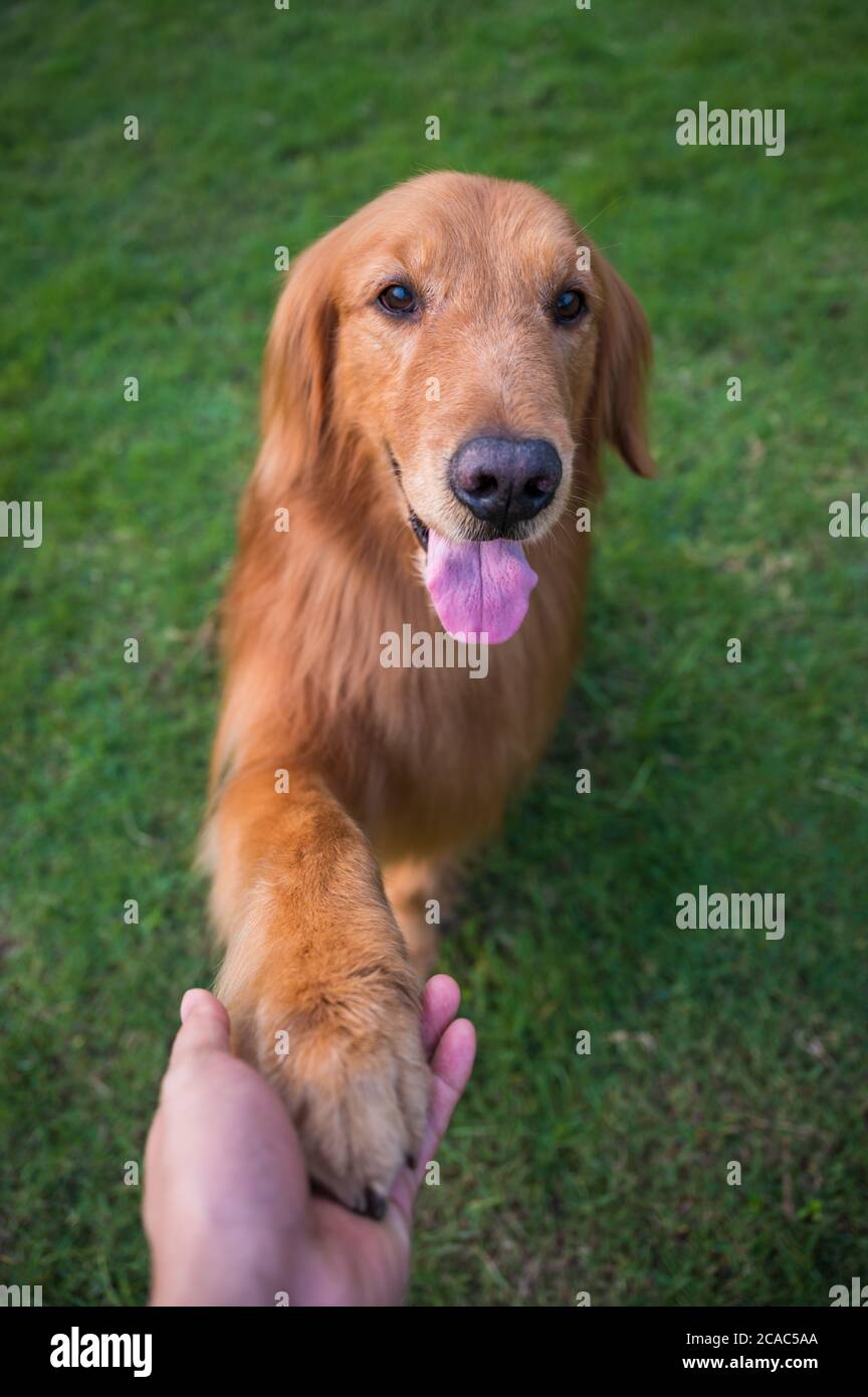 Shaking hands with Golden Retriever Stock Photo Alamy