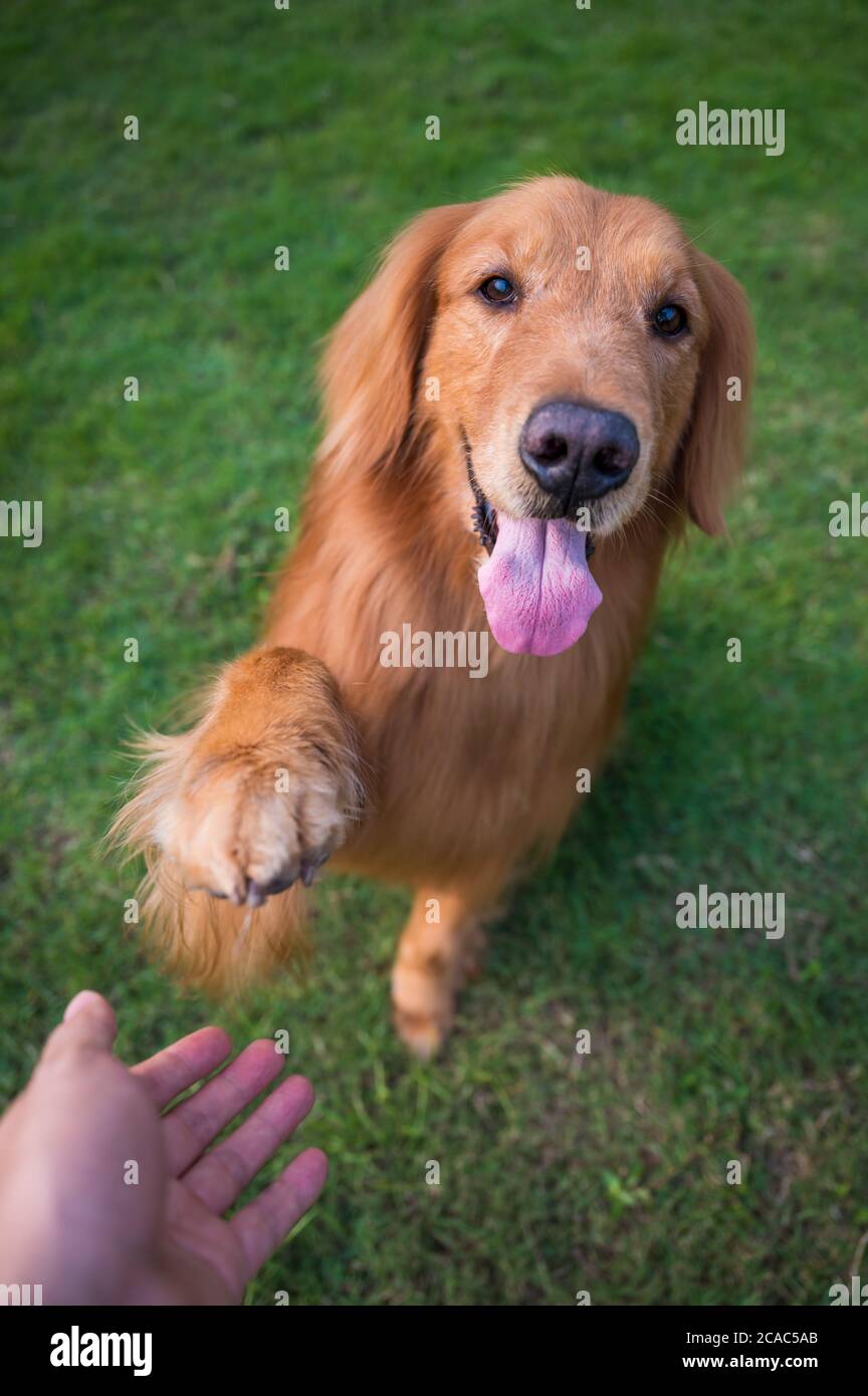 Shaking hands with Golden Retriever Stock Photo Alamy