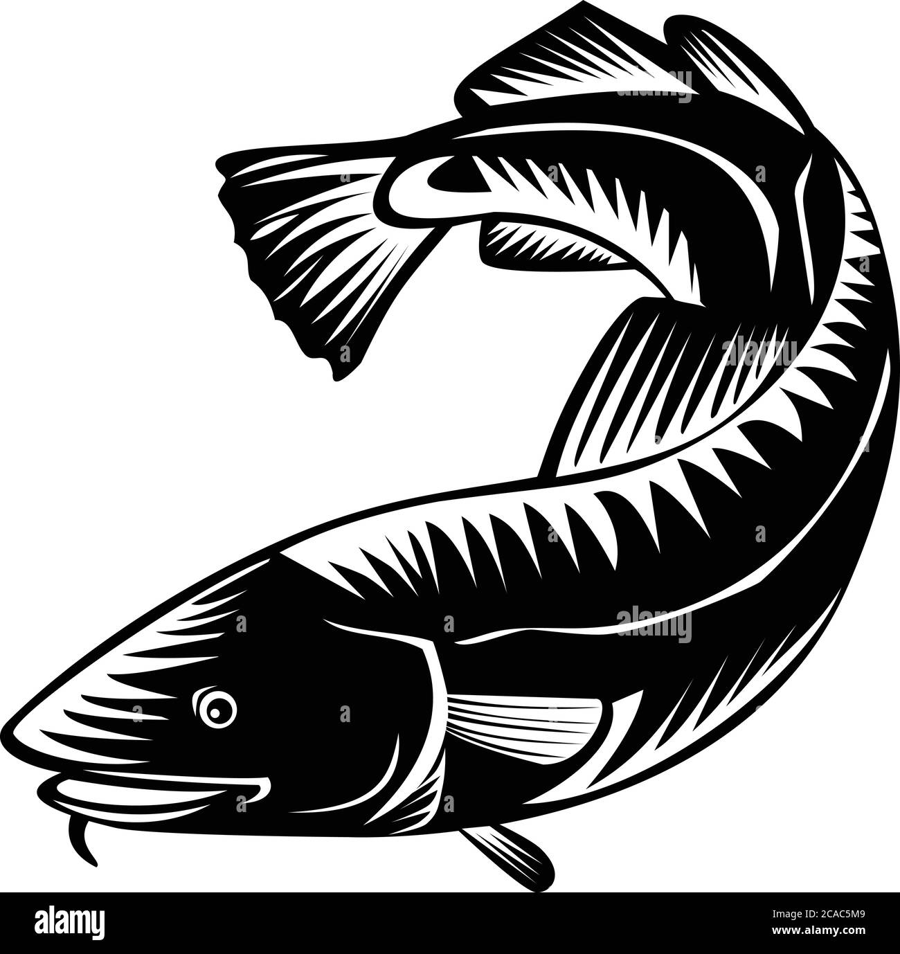 Woodcut style illustration of an Atlantic cod Gadus morhua, a benthopelagic fish of family Gadidae commercially known as cod or codling viewed from si Stock Vector