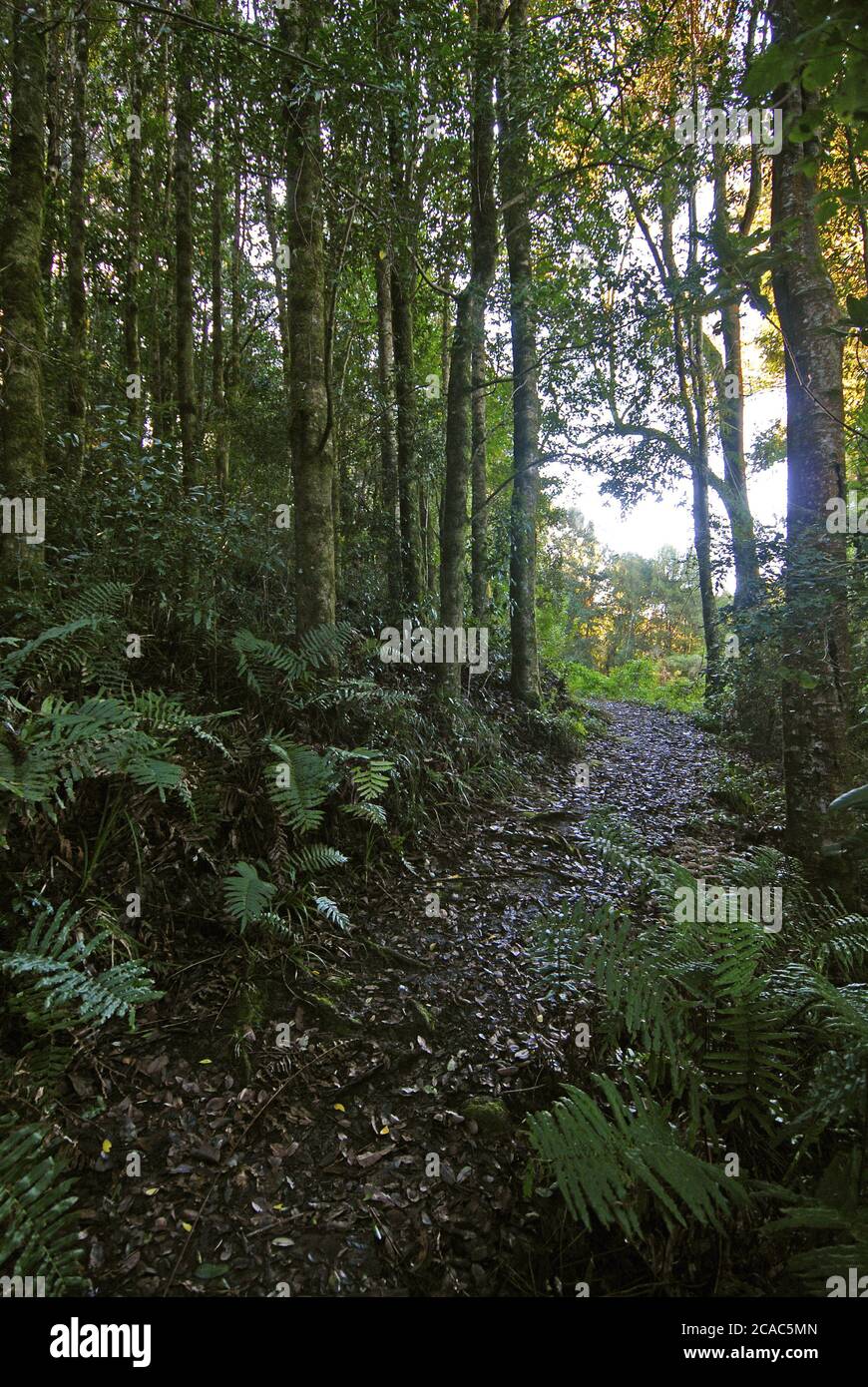Vertical shot of a trail in a forest covered with tall green trees ...