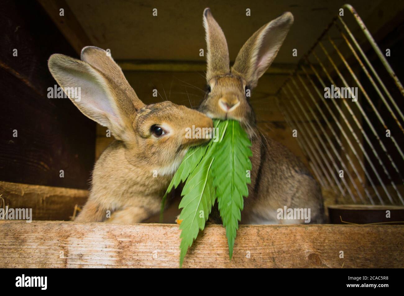 Domestic rabbit, cannabis sativa, indica, marihuana, hemp, ganja, plant