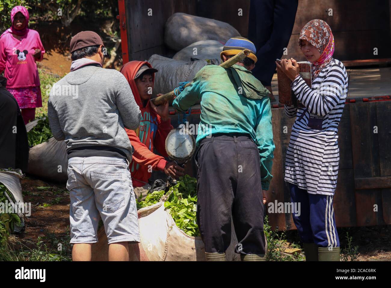 Cianjur / Indonesia - August 1, 2020. tea picking workers weighing the harvested tea to be brought to the tea processing factory for whom to consume. Stock Photo