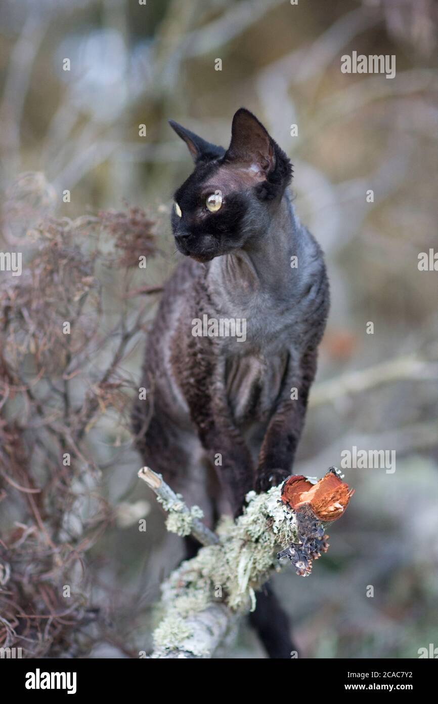 A black Devon Rex cat sits on a dry branch after recovering from Corneal Sequestrum (eye) surgery Stock Photo