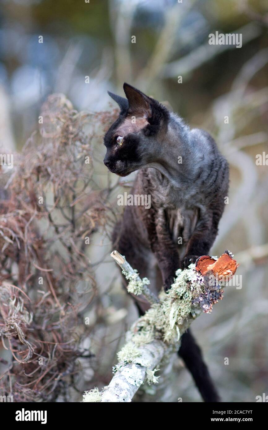 A black Devon Rex cat sits on a dry branch after recovering from Corneal Sequestrum (eye) surgery Stock Photo