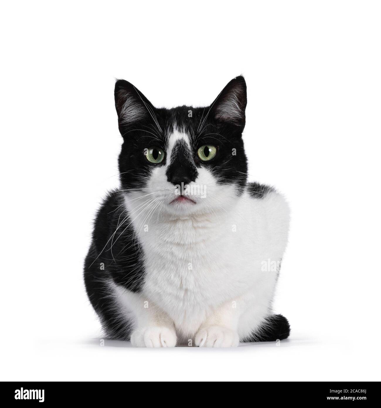 Cute black and white house cat, sitting facing forwards. Looking straight at camera with mesmerizing green eyes. Isolated on white background. Stock Photo