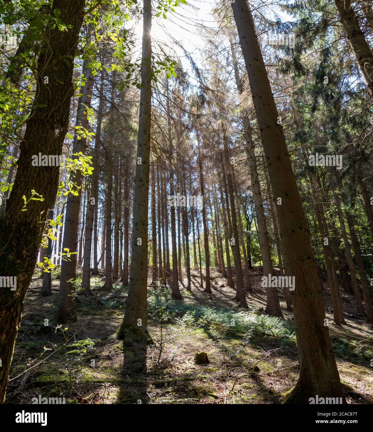 view on dry trees in a forest against the sun, sunbeams, outdoors Stock ...