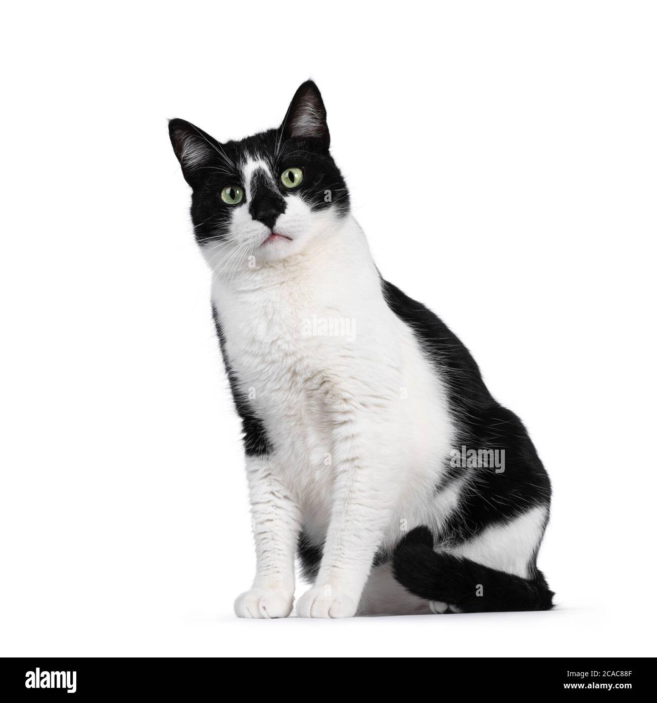 Cute black and white house cat, sitting side ways. Looking at camera with mesmerizing green eyes. Isolated on white background. Stock Photo