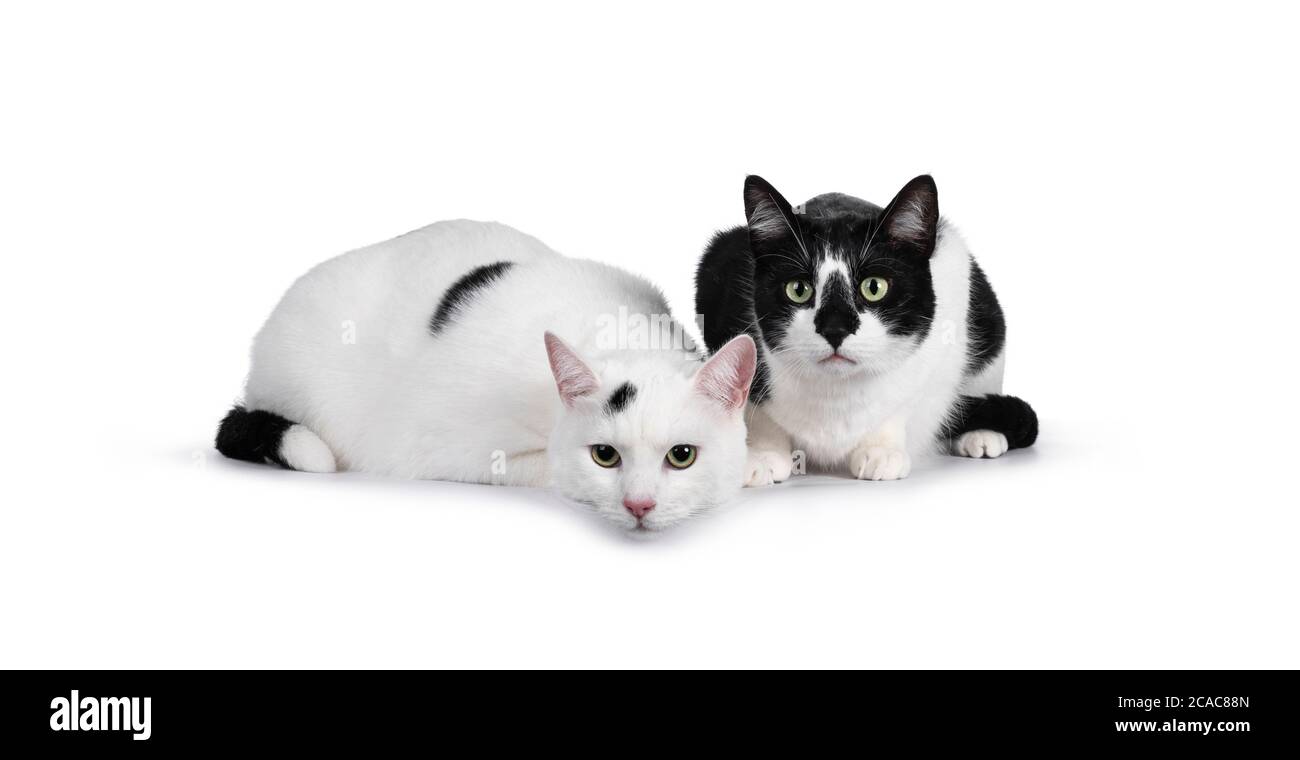 Duo of two cute black and white house cats, sitting and laying beside
