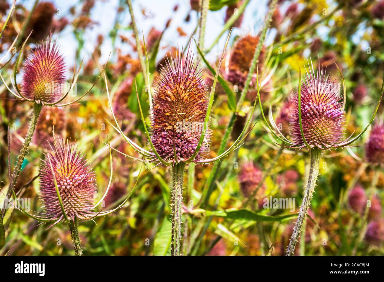 Common teasel plugs, dipsacus fullonum, growing wild. Stock Photo