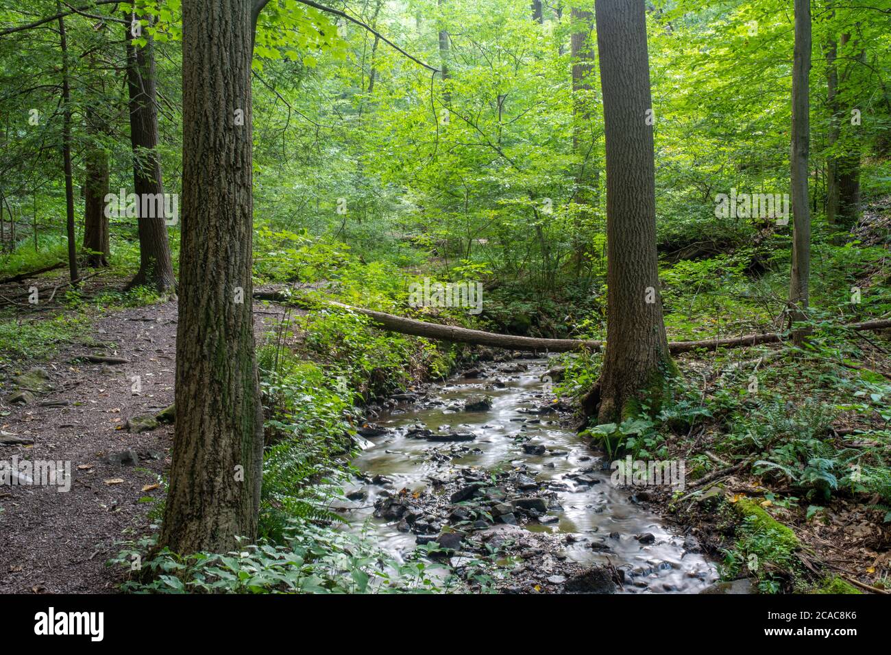 Beautiful calming nature scene. Full frame image shot in natural dappled sunlight. Long exposure gives the flowing stream a soft, surreal glow. Stock Photo