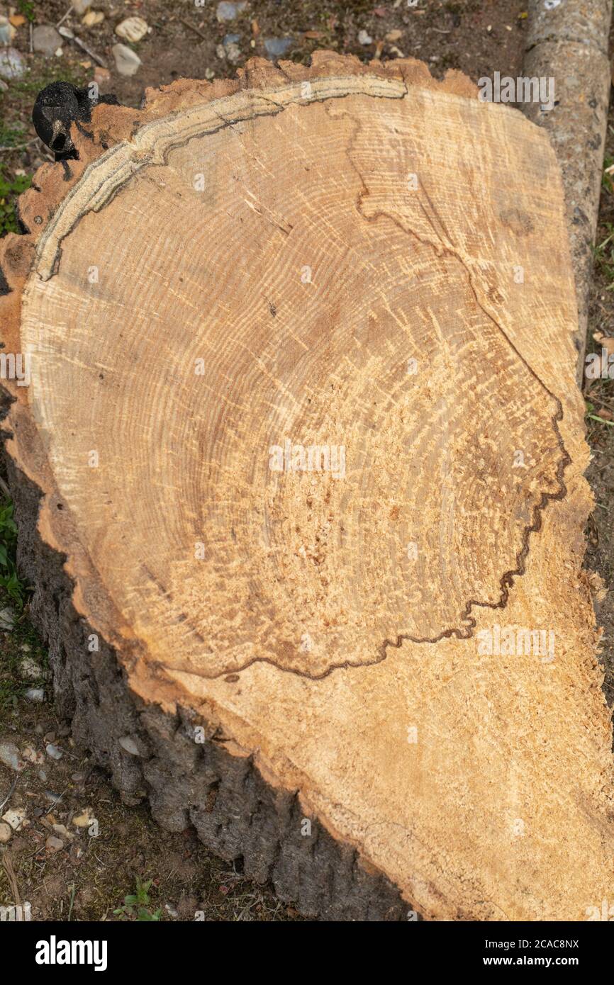 Ash Tree (Fraxinus excelsior). Trunk cross section  cut by a chainsaw to fell a tree which has died. A once healthy tree infiltrated by Chalara dieback Stock Photo