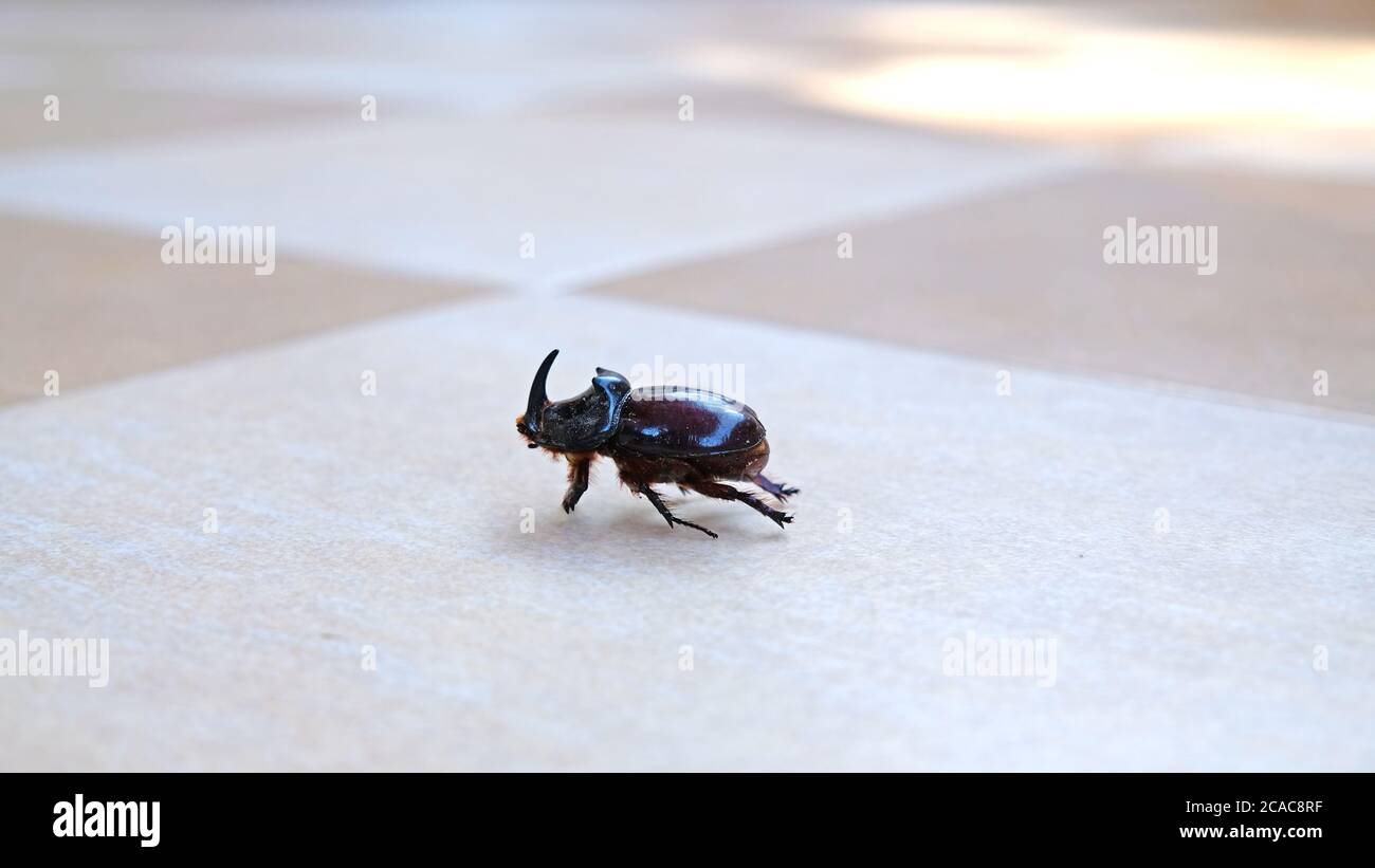 Rhinoceros Beetle on the floor home Stock Photo