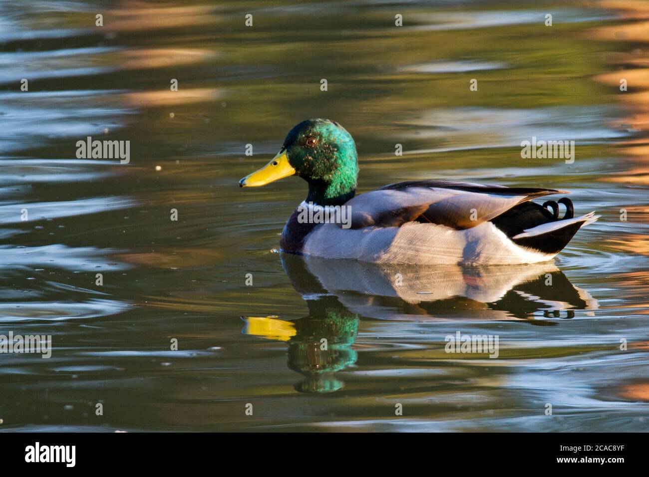 Mallard (Anas platyrhynchos) male swimming in the water. Photographed in Israel, in September Stock Photo