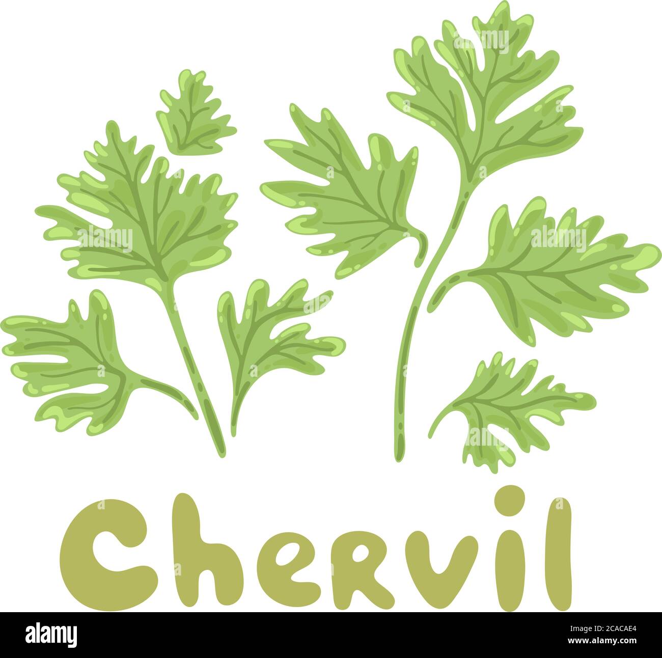 Chervil herb isolated on white background. Chervil branch with leaves. Herbal plants chervil or French parsley for seasoning in cooking. Stock Vector