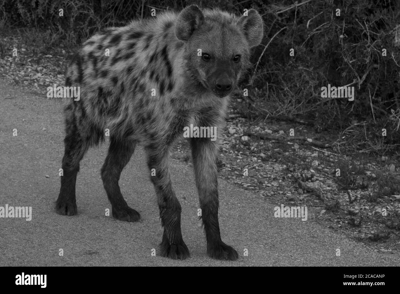 Laughing hyena Black and White Stock Photos & Images - Alamy