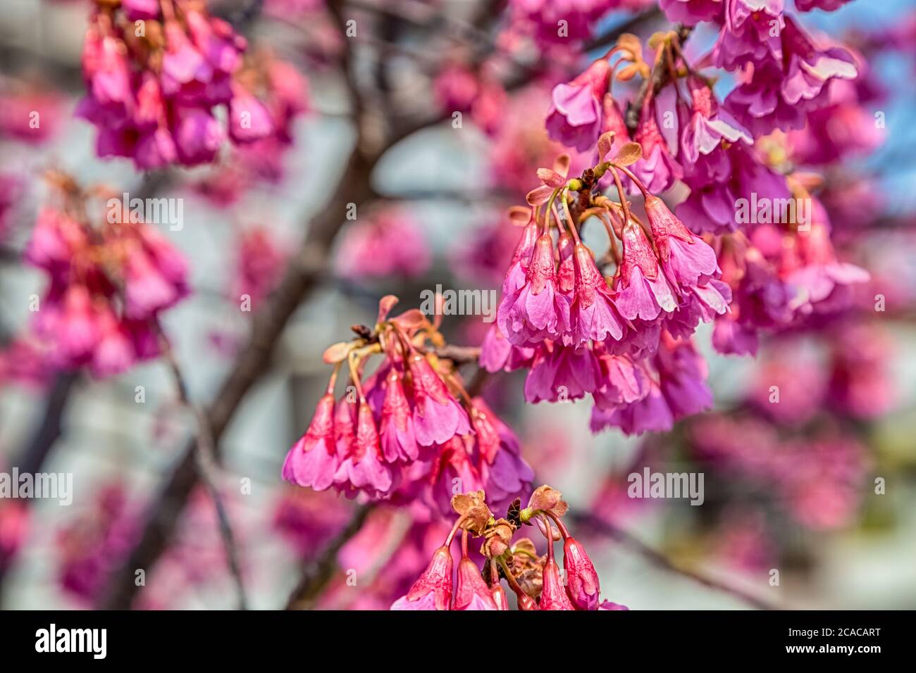 Pink cherry blossom sakura flowers on a spring day in Japan Stock Photo ...