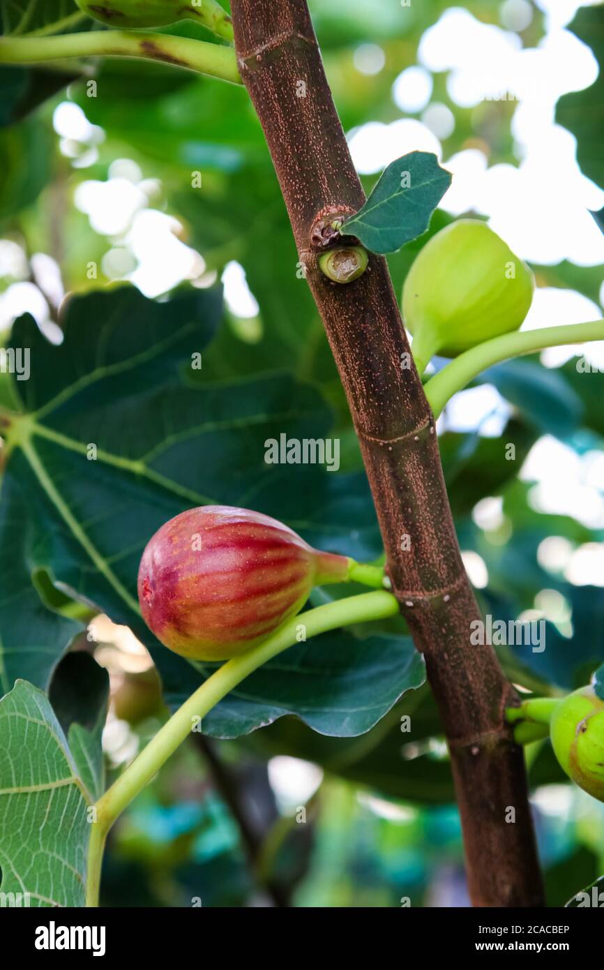 fig fruits on the branch tree in Japan Stock Photo Alamy