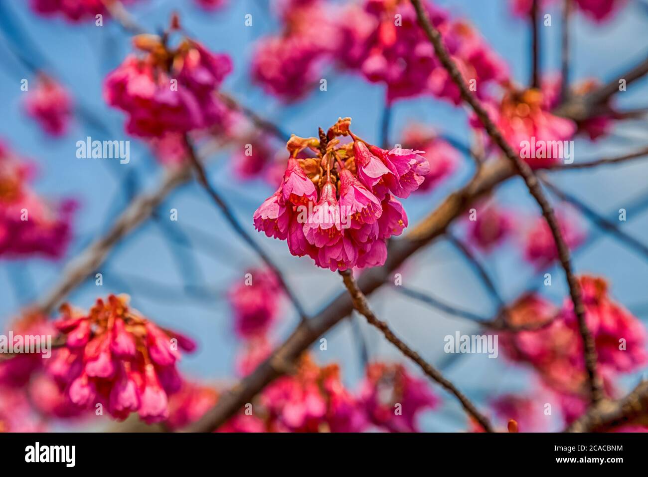 Pink cherry blossom sakura flowers on a spring day in Japan Stock Photo ...