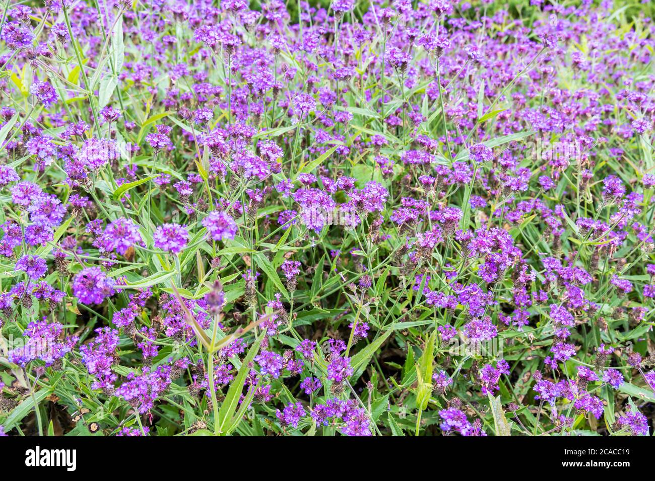 Verbena rigida also known as Slender vervain or Tuberous vervain. Stock Photo