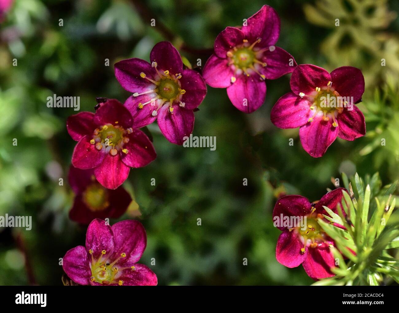 saxifrage flowers Stock Photo