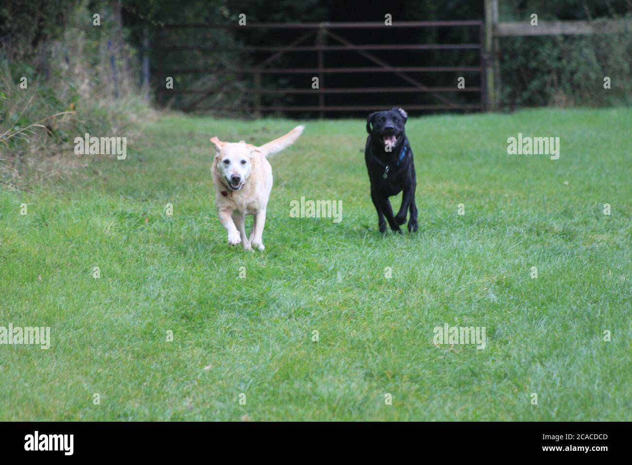 Running labradors Stock Photo