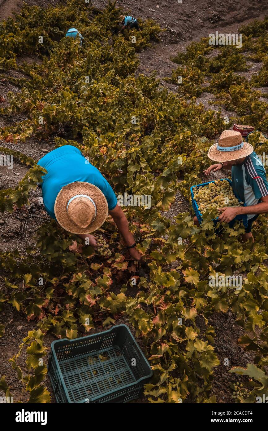5 August 2020 (Almachar, Malaga) The harvest begins in the area of Axarquia, with the hand-picked grapes in the vineyards of the mountains of the village of Almachar, which together with the village of Moclinejo and El Borge starts the grape harvest campaign of the 2020 harvest, for the production of wine and raisins. Credit: CORDON PRESS/Alamy Live News Stock Photo