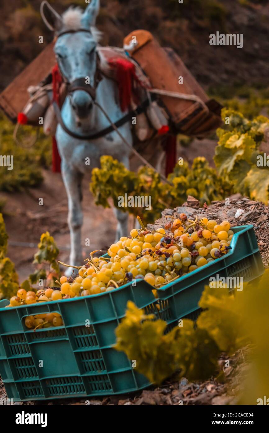 5 August 2020 (Almachar, Malaga) The harvest begins in the area of Axarquia, with the hand-picked grapes in the vineyards of the mountains of the village of Almachar, which together with the village of Moclinejo and El Borge starts the grape harvest campaign of the 2020 harvest, for the production of wine and raisins. Credit: CORDON PRESS/Alamy Live News Stock Photo