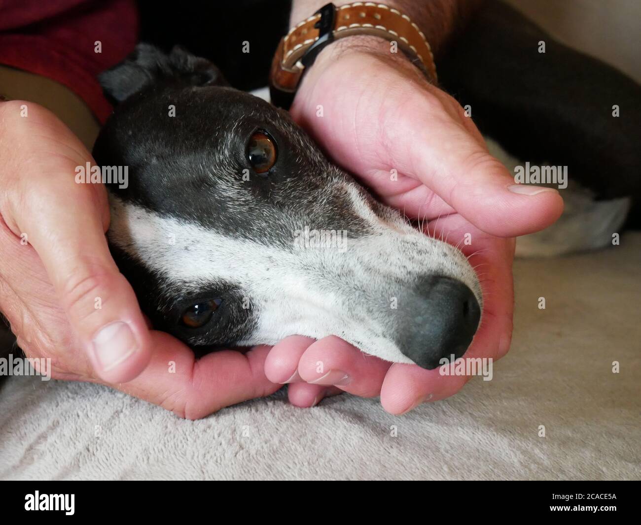 Close-up of the head of a greyhound held in a man's hands. Picture of a touching dog, affectionate and cute dog who wants to cuddle people Stock Photo