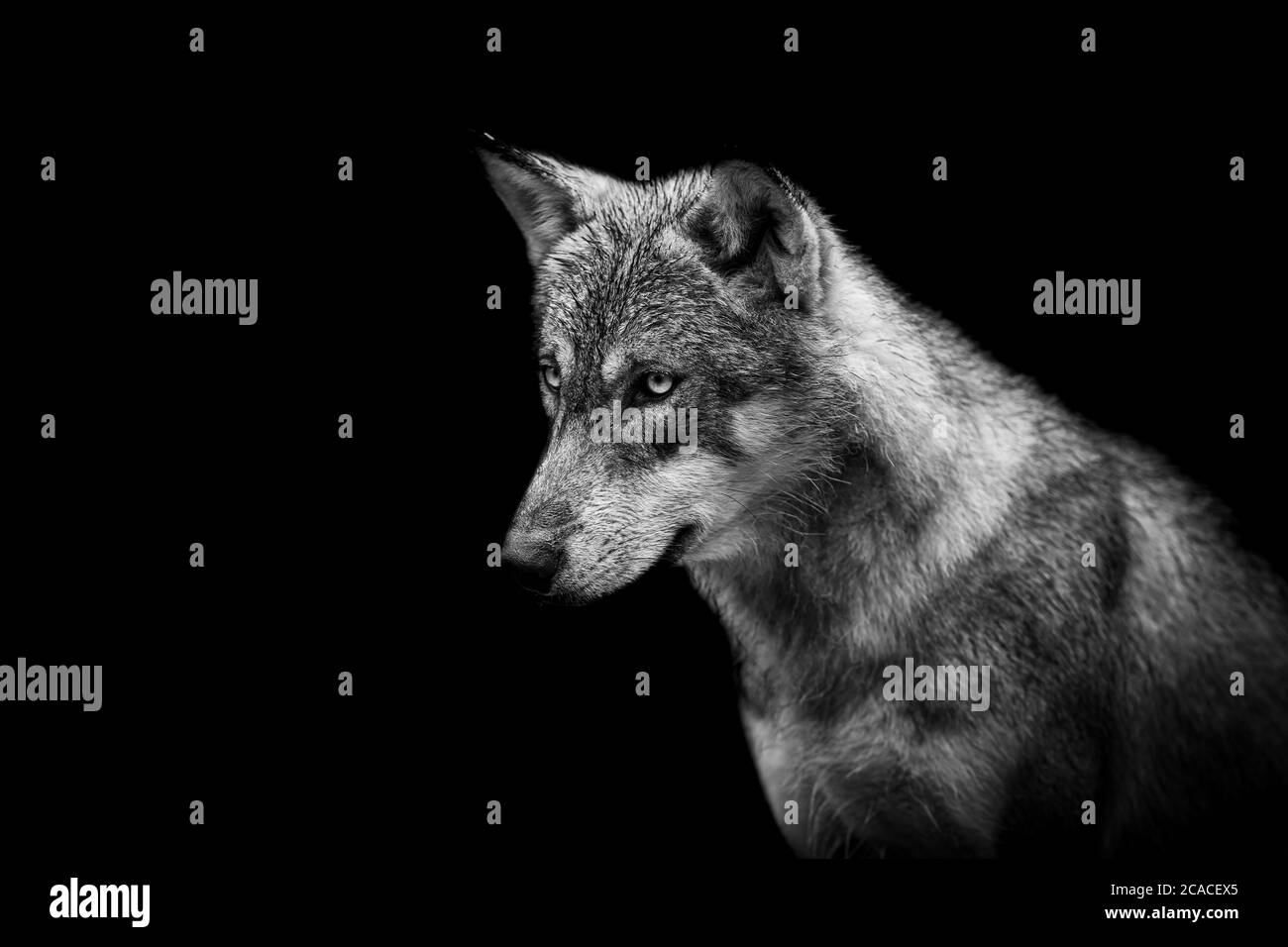 Portrait of a wolf with a black background Stock Photo - Alamy