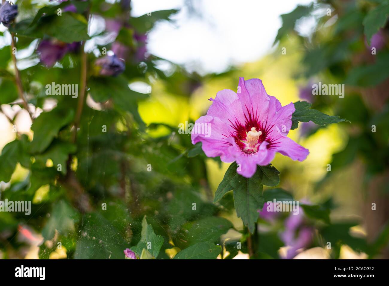 Syrian rose hibiscus (hibiscus syriacus) in its bloom and attracts many