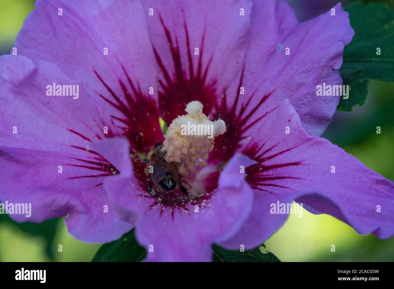 Syrian rose hibiscus (hibiscus syriacus) in its bloom and attracts many