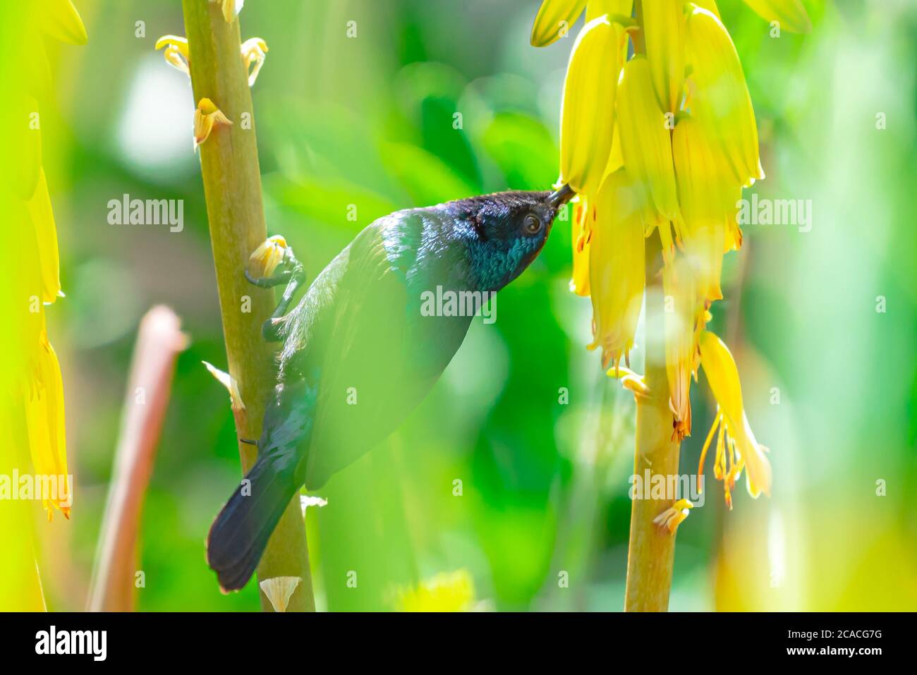 Male Palestine Sunbird or Northern Orange-tufted Sunbird (Cinnyris oseus) feeding on nectar Stock Photo