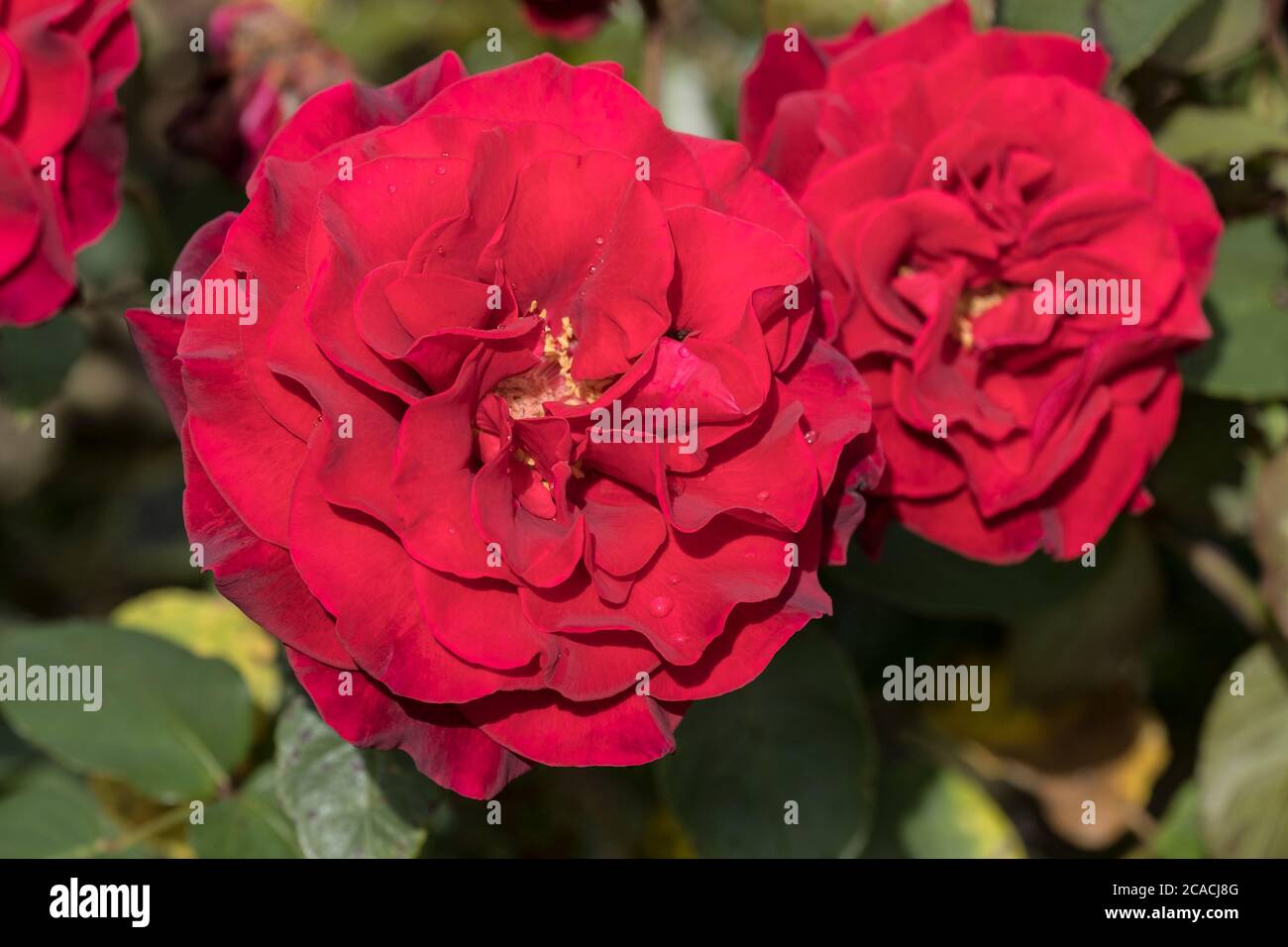 The Royal William Rose Rosa KORzaun Stock Photo - Alamy
