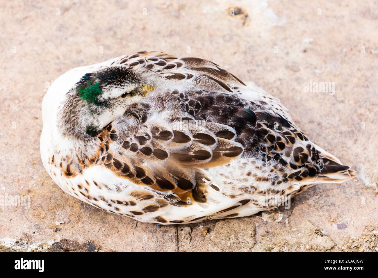 Rare leucistic male mallard drake duck, Anas Platyrhynchos, sleeping. Stock Photo
