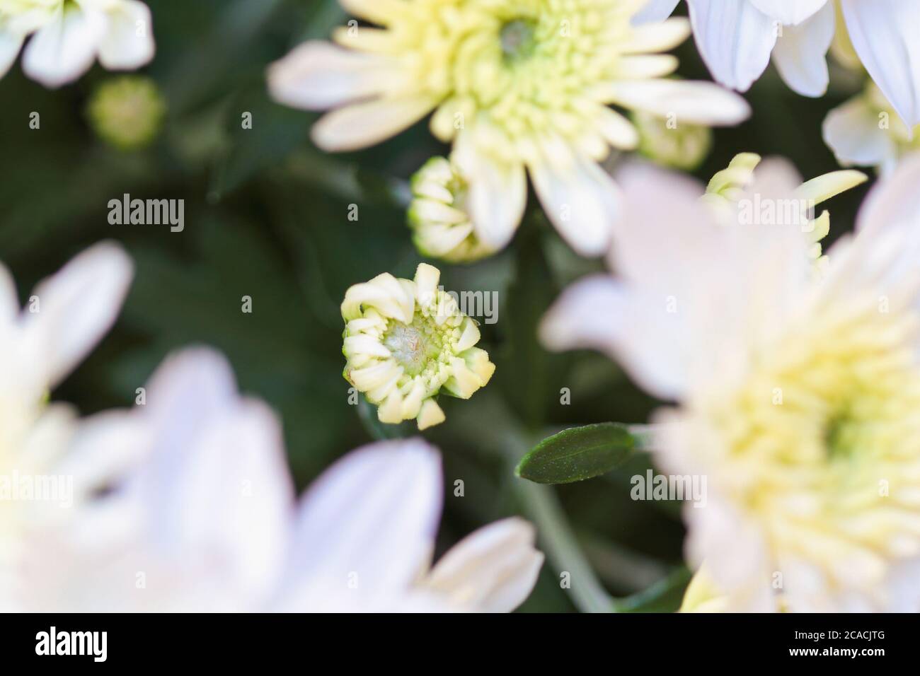 Close up of white Chrysanthemum bud and flowers with yellow centers. Selective focus with blurred foreground and background. Stock Photo