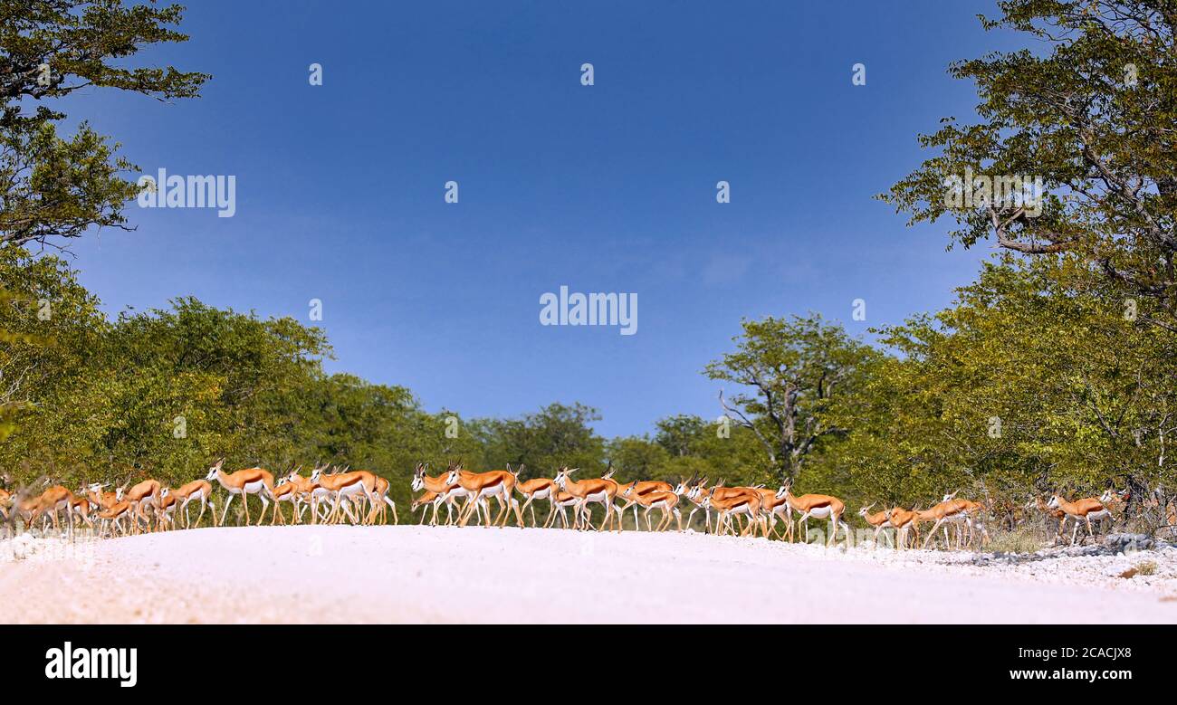 Springboks crossing the white street at Etosha National Park near Etosha p Stock Photo