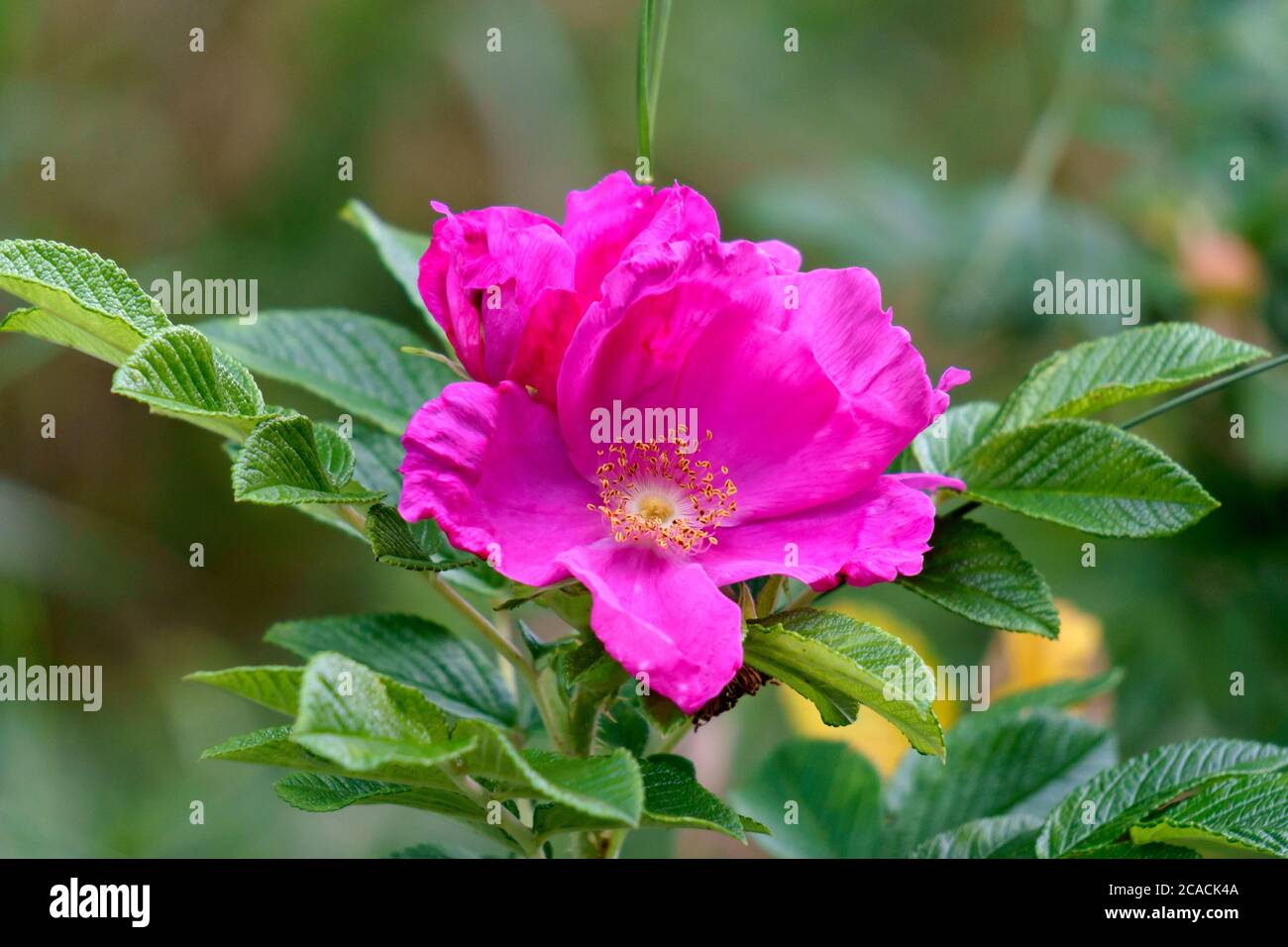 Pink Wild Rose High Resolution Stock Photography and Images - Alamy