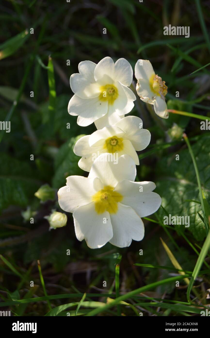 white primroses in sunlight Stock Photo