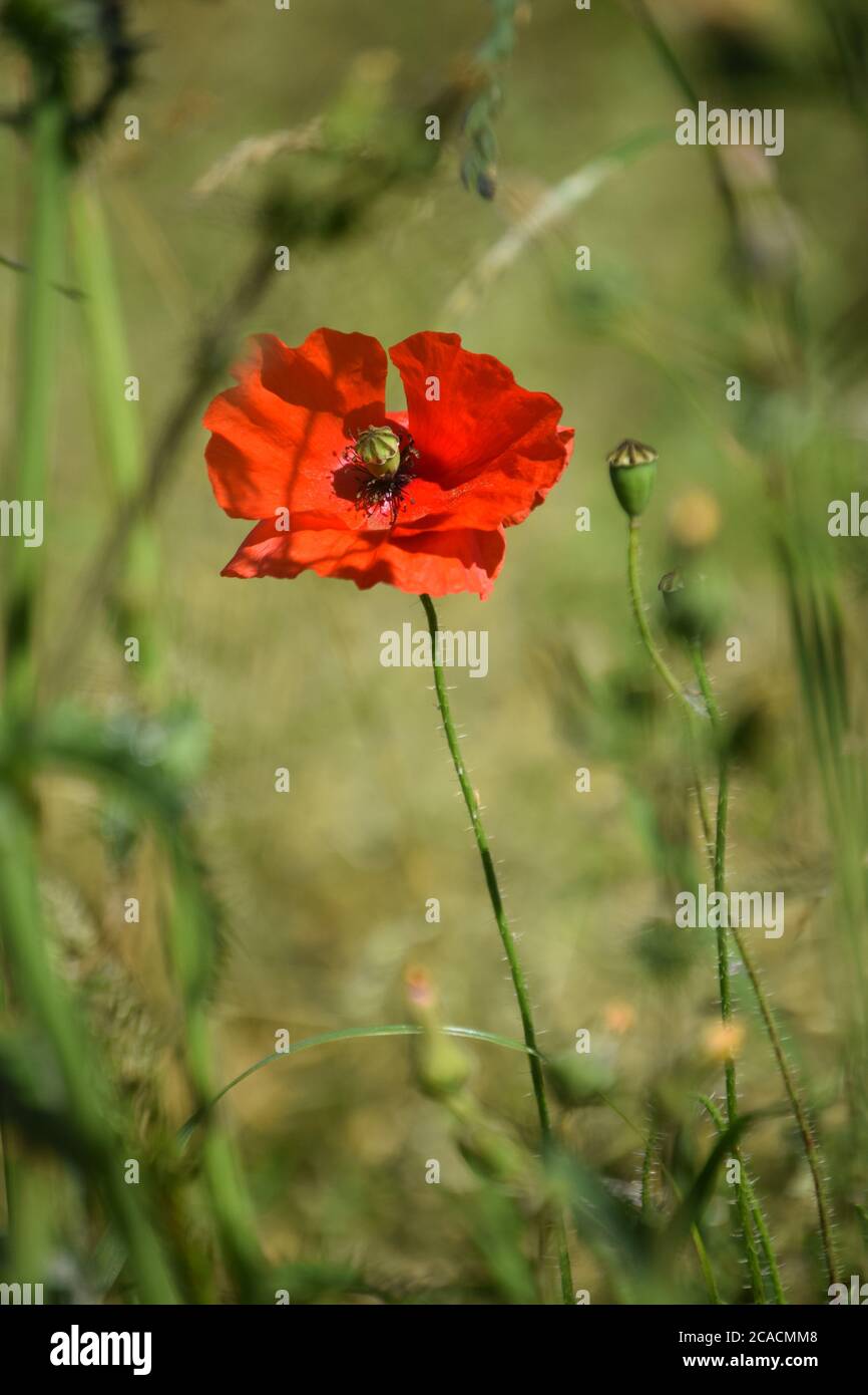 Poppy in undergrowth Stock Photo