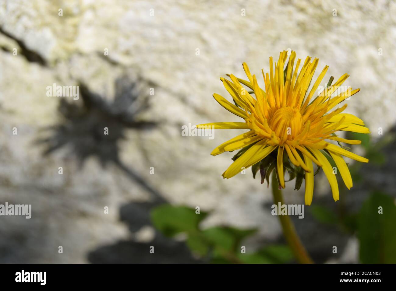 Dandelion casting shadow Stock Photo