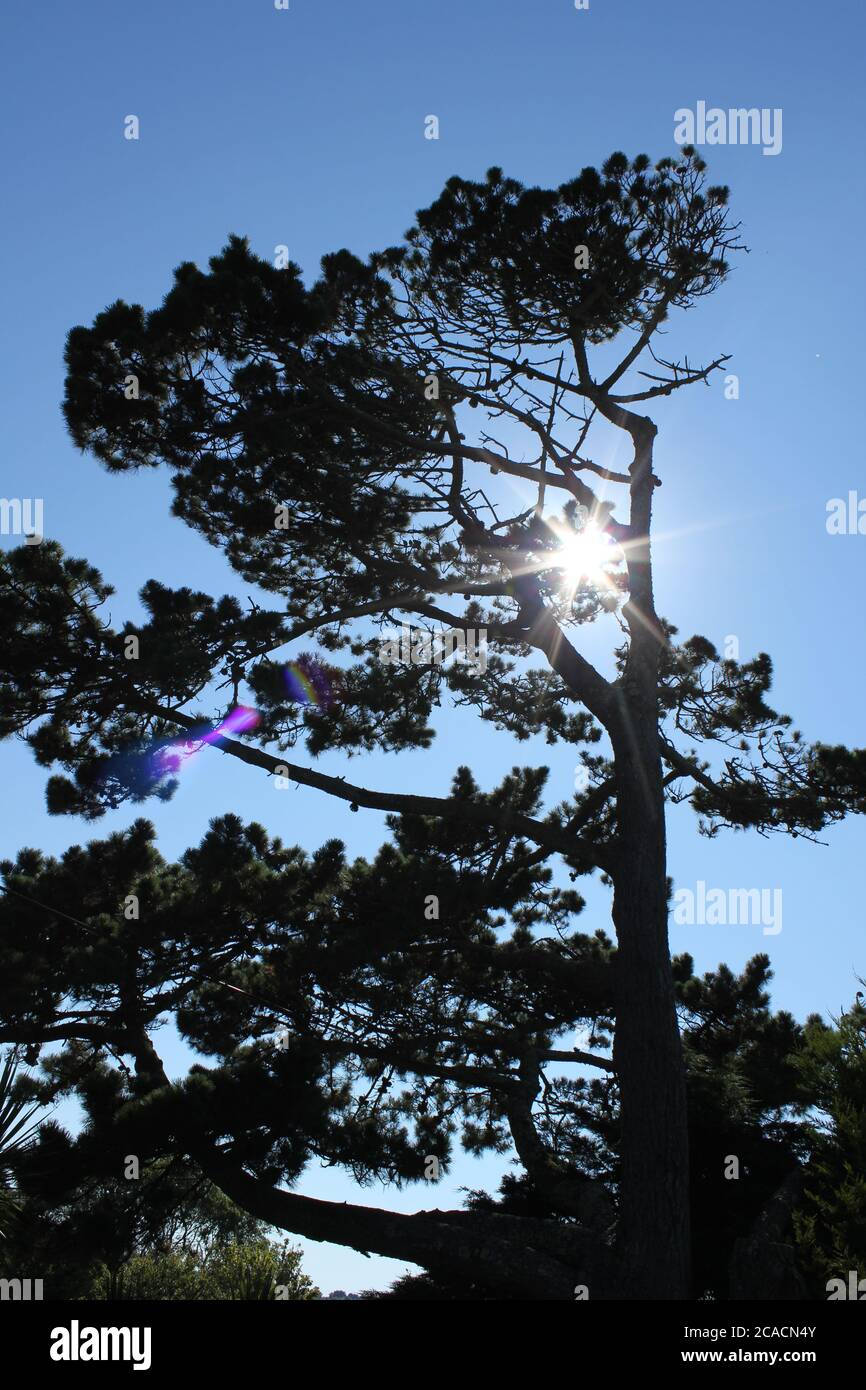 Sun through one sided tree Stock Photo