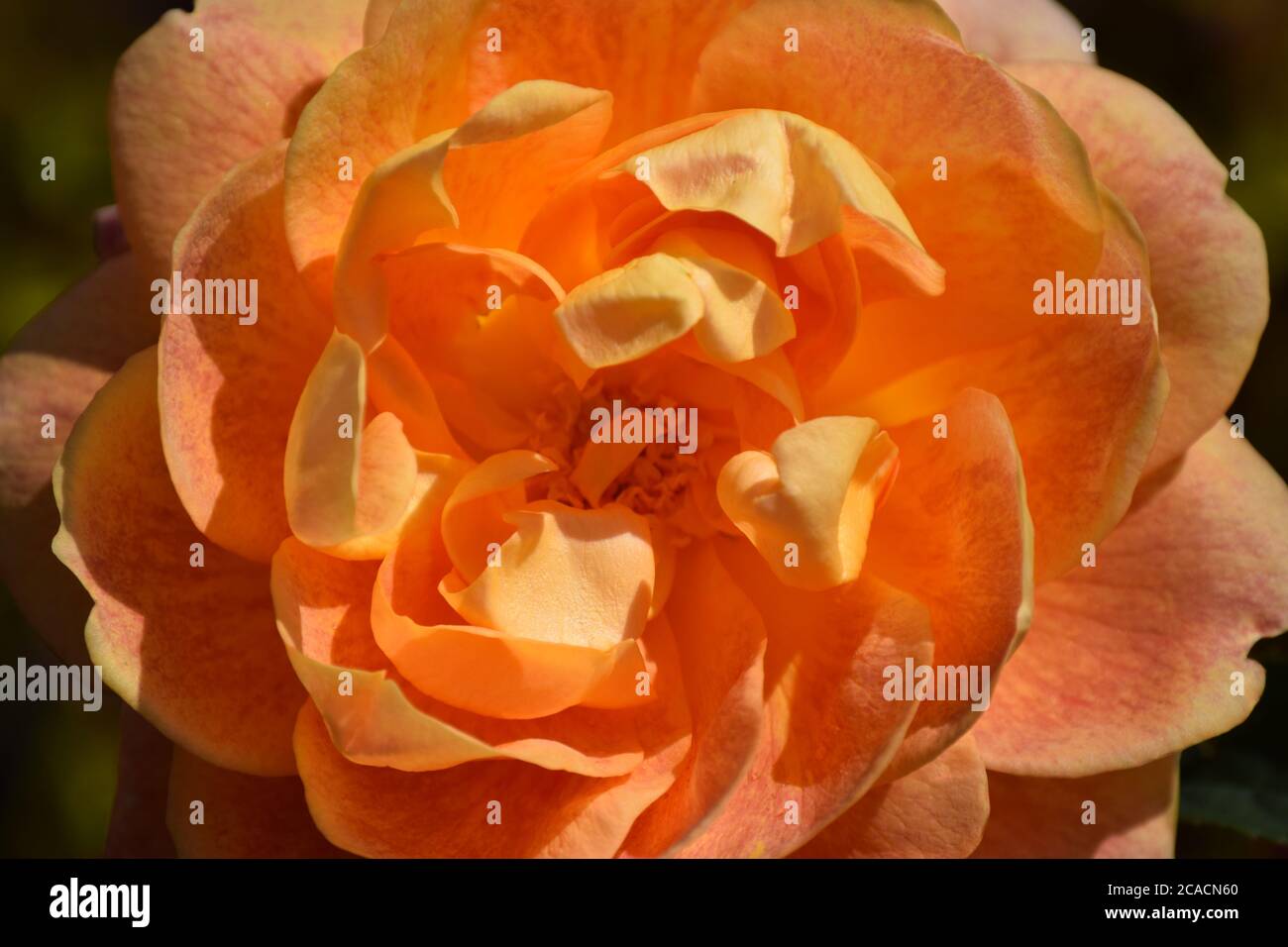 Orange Rose close up Stock Photo