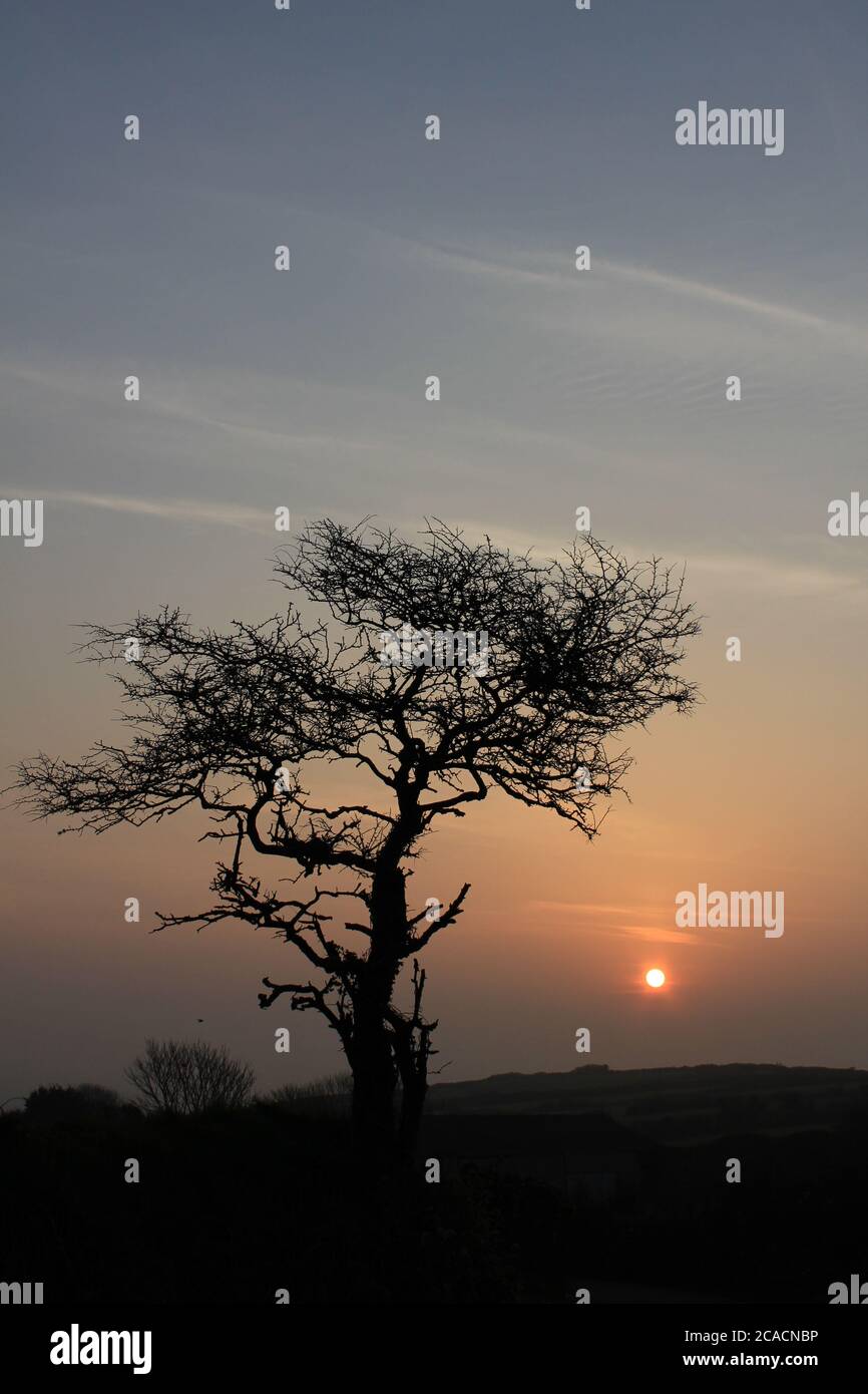 Setting sun and small tree silhouette hi-res stock photography and ...