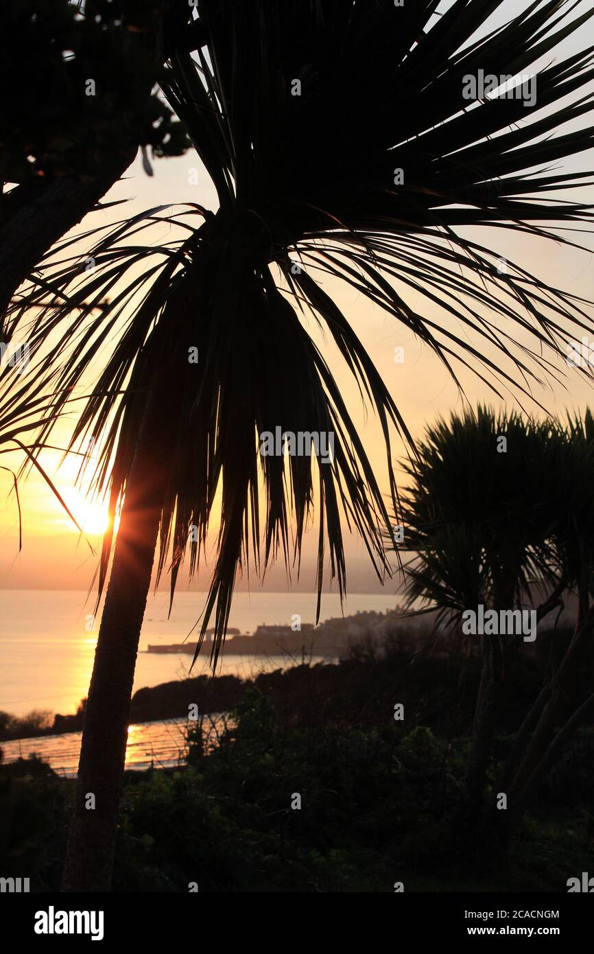 Setting sun through palm trees Stock Photo