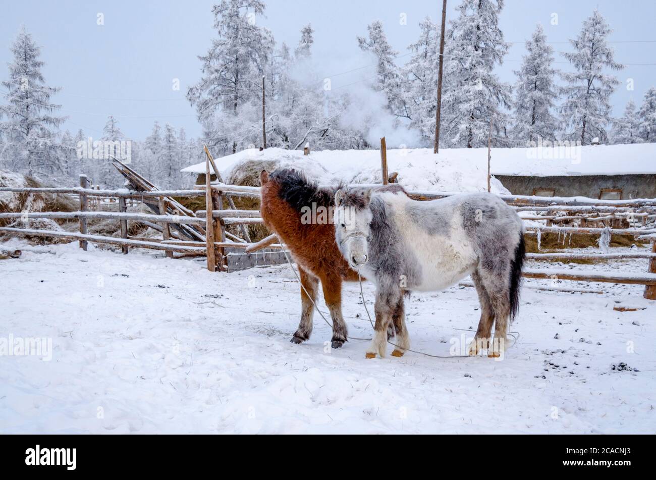 Oymyakon yakutia hi-res stock photography and images - Alamy