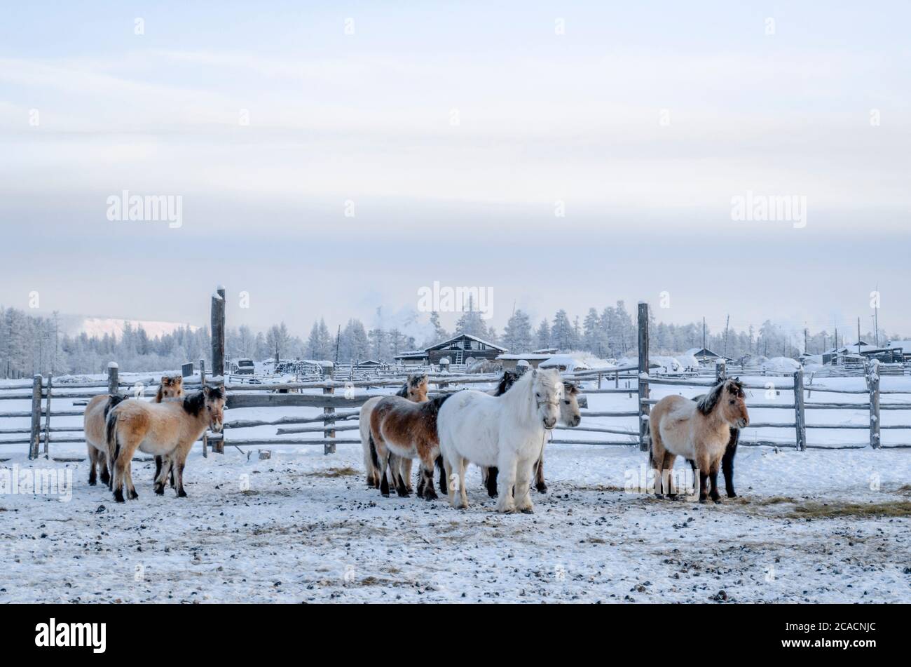 Yakut horses in the village of Oymyakon, the temperature of -40 degrees ...