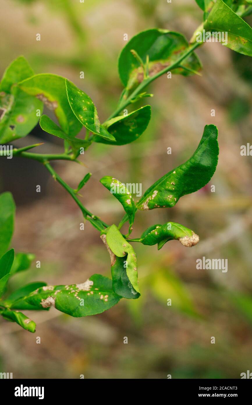 citrus canker disease is   brown spots on the leaves limes Stock Photo
